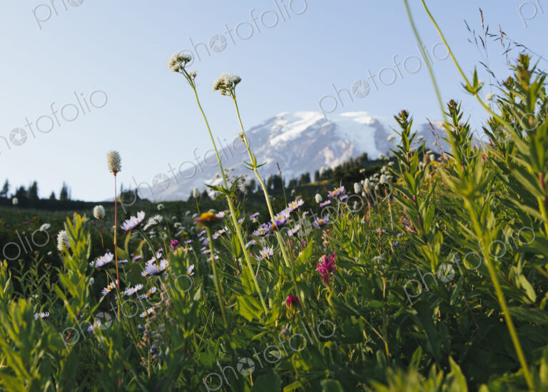View of Mount Rainier in Mount Rainier national park. A wild flower meadow in the…