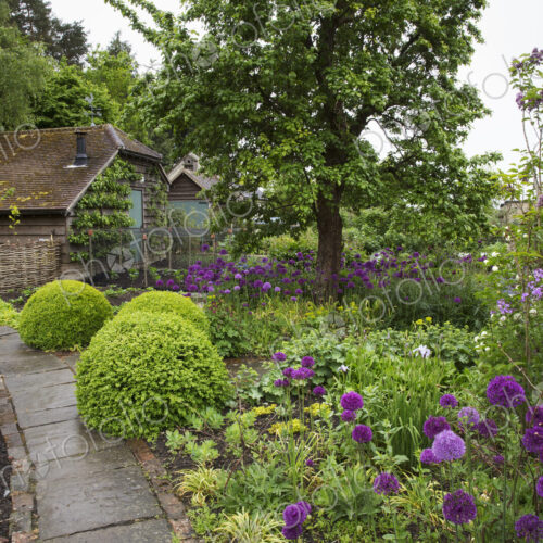 View of garden with flowerbed with shrubs and purple flowers and plant bed divided by… View of garden with flowerbed with shrubs and purple flowers and plant bed divided by…