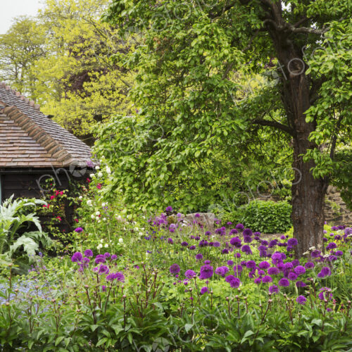 View of garden with tree and bed of purple flowers, cottage in background. View of garden with tree and bed of purple flowers, cottage in background.