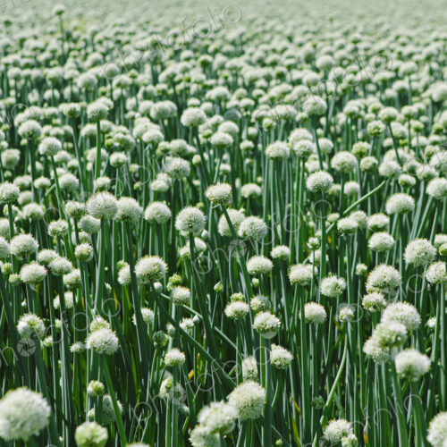 View of large crop of blooming Walla Walla Sweet Onions, near Quincy