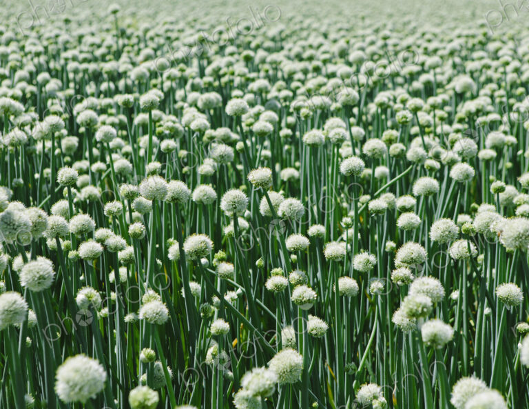 View of large crop of blooming Walla Walla Sweet Onions, near Quincy
