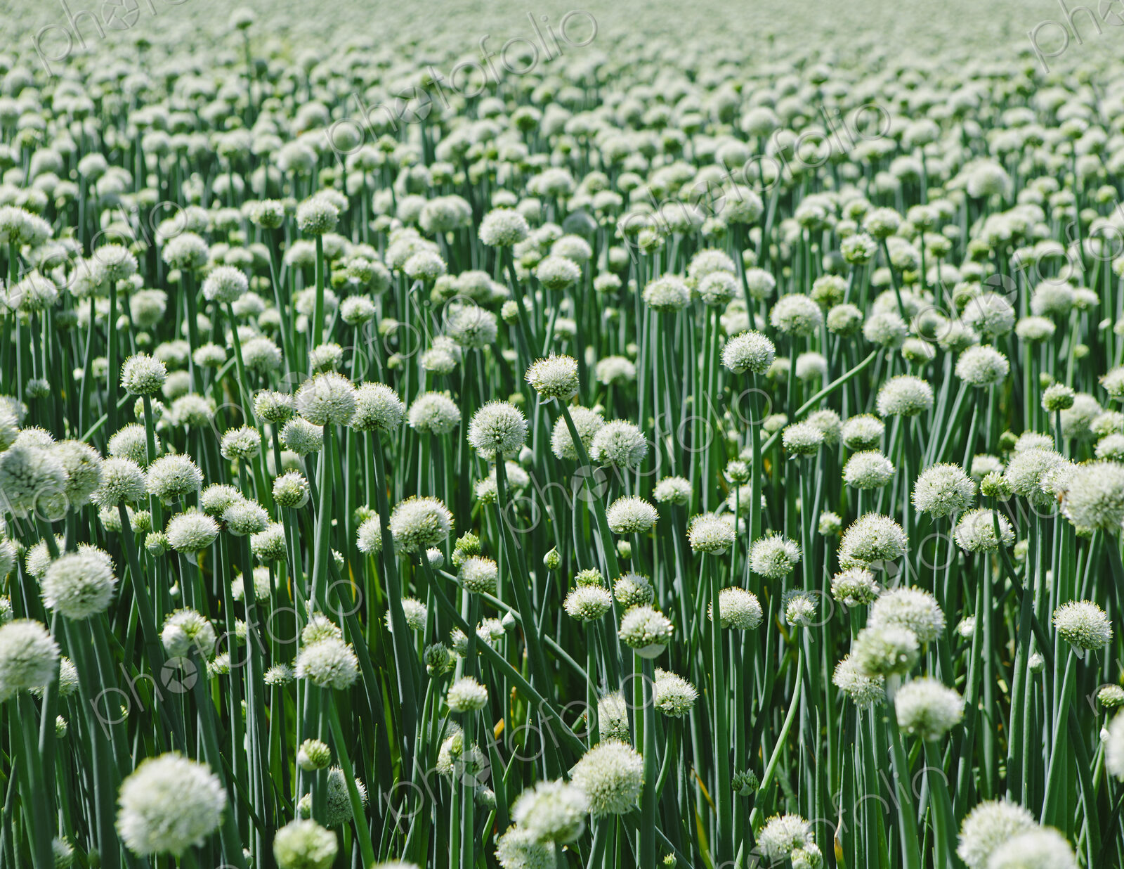 View of large crop of blooming Walla Walla Sweet Onions, near Quincy