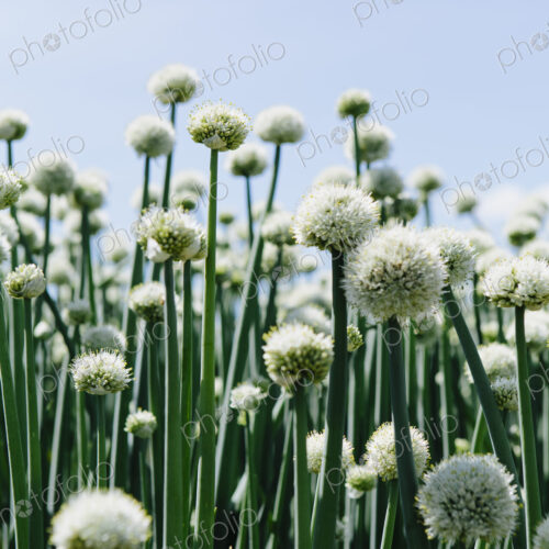 View of large crop of blooming Walla Walla Sweet Onions, near Quincy View of large crop of blooming Walla Walla Sweet Onions, near Quincy