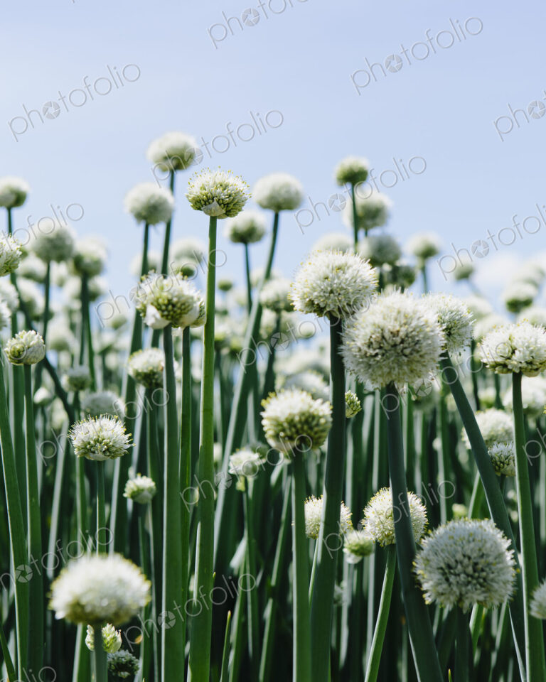 View of large crop of blooming Walla Walla Sweet Onions, near Quincy