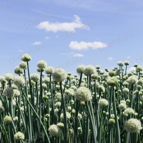 View of large crop of blooming Walla Walla Sweet Onions, near Quincy View of large crop of blooming Walla Walla Sweet Onions, near Quincy