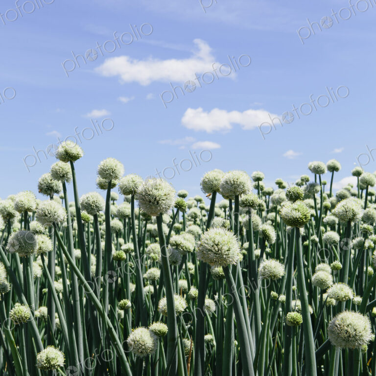 View of large crop of blooming Walla Walla Sweet Onions, near Quincy