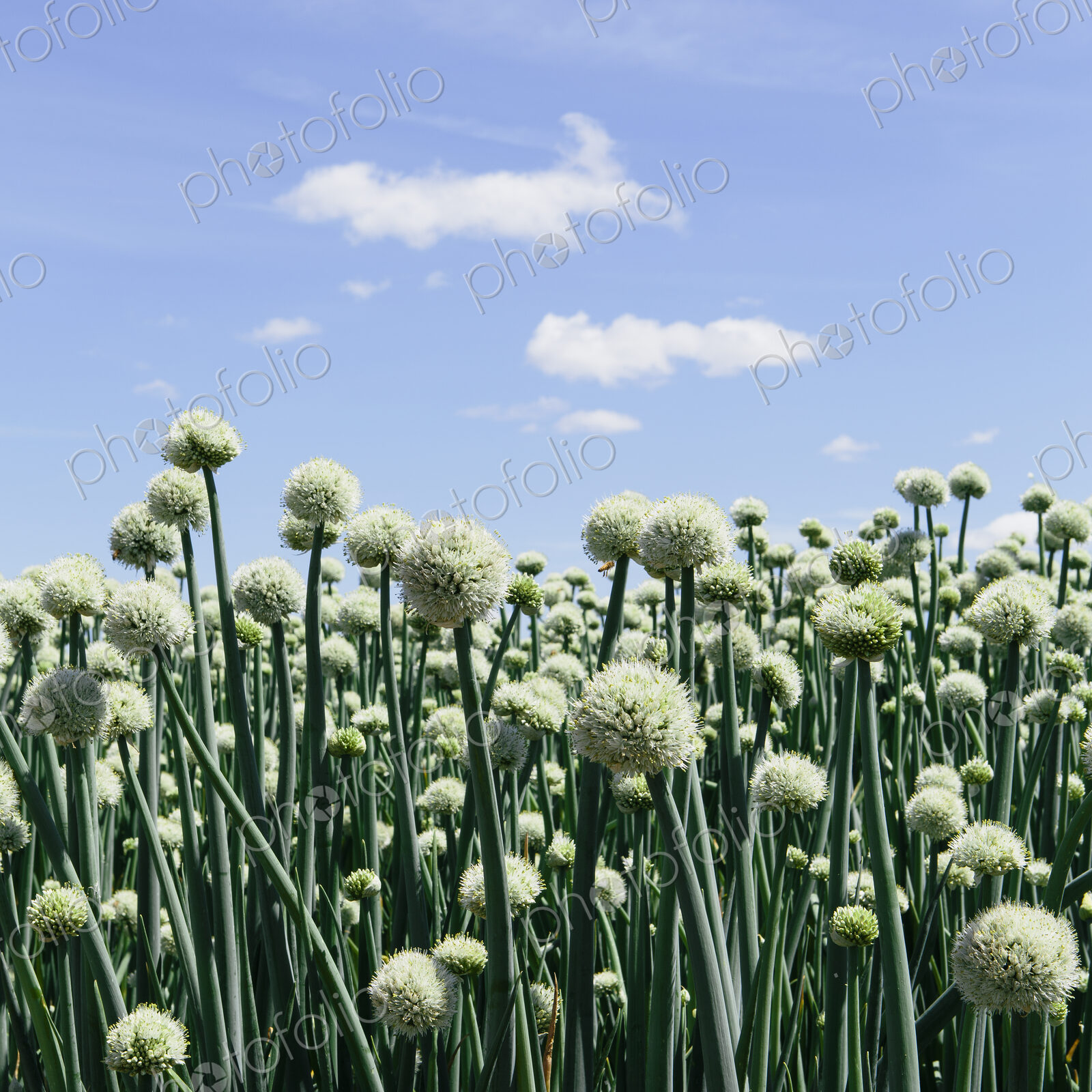 View of large crop of blooming Walla Walla Sweet Onions, near Quincy