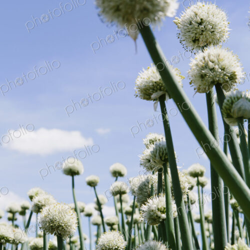 View of large crop of blooming Walla Walla Sweet Onions, near Quincy View of large crop of blooming Walla Walla Sweet Onions, near Quincy