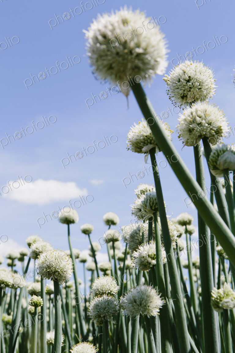 View of large crop of blooming Walla Walla Sweet Onions, near Quincy
