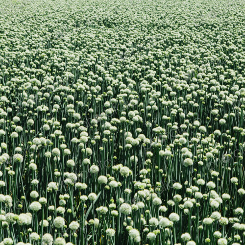 View of large crop of blooming Walla Walla Sweet Onions, near Quincy