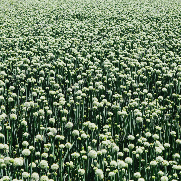 View of large crop of blooming Walla Walla Sweet Onions, near Quincy