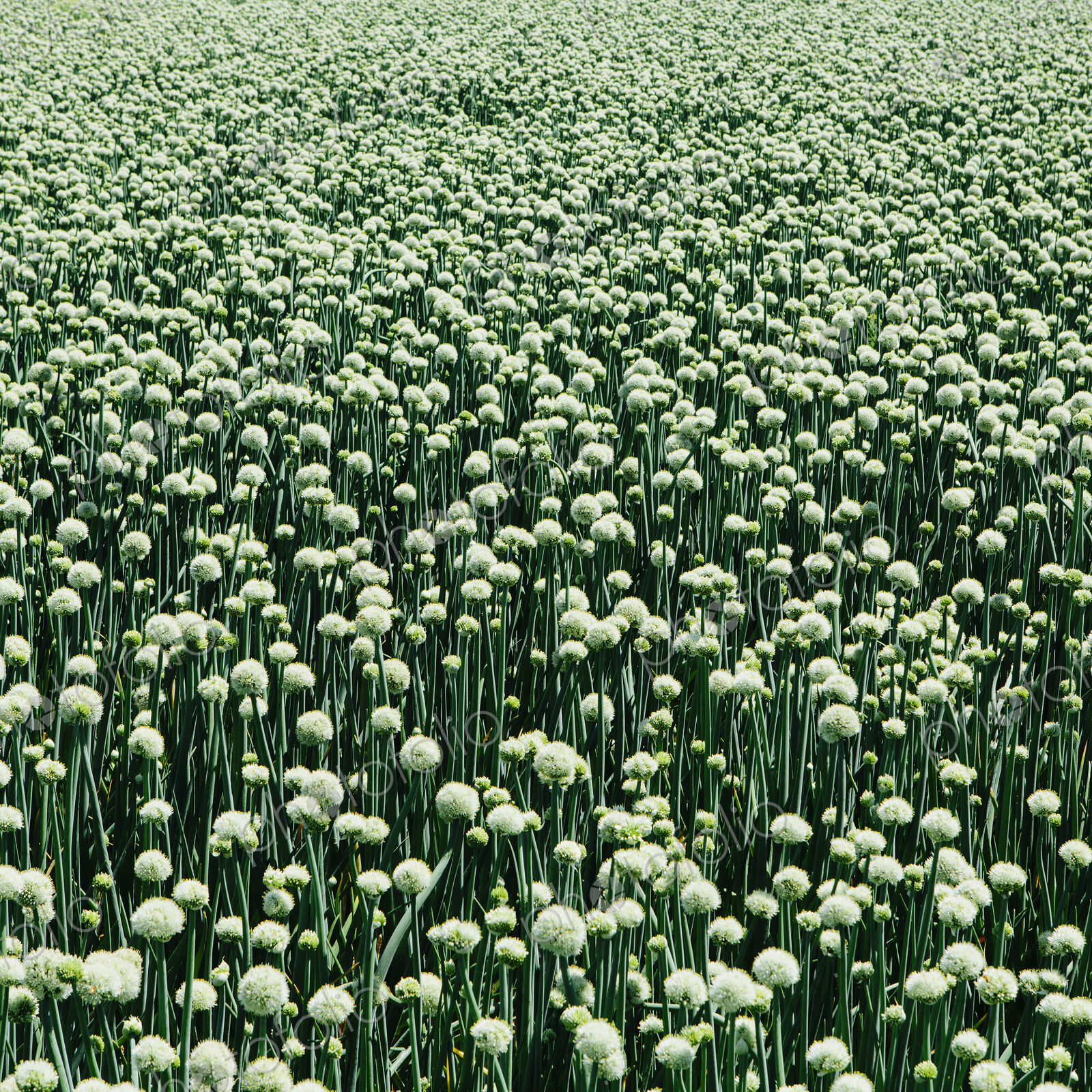 View of large crop of blooming Walla Walla Sweet Onions, near Quincy