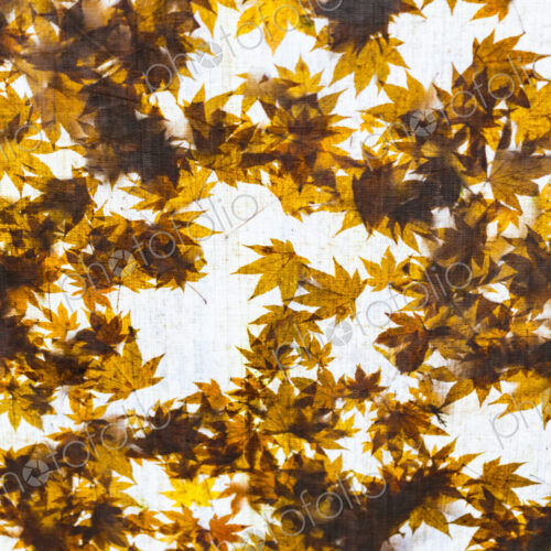 View of sunlit autumn leaves on a tree branch. View of sunlit autumn leaves on a tree branch.