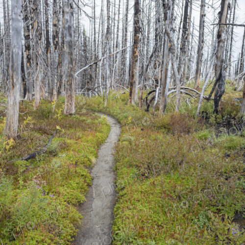 View of the Pacific Crest Trail through wildfire damaged subalpine forest, Mt. Adams…
