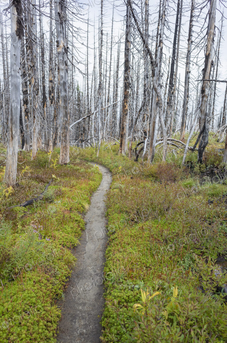 View of the Pacific Crest Trail through wildfire damaged subalpine forest, Mt. Adams…
