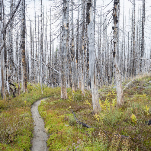 View of the Pacific Crest Trail through wildfire damaged subalpine forest, Mt. Adams…