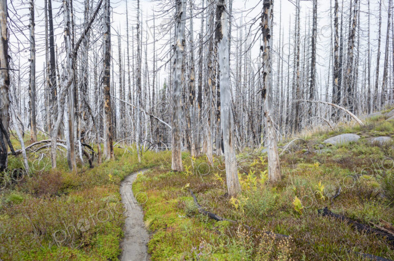 View of the Pacific Crest Trail through wildfire damaged subalpine forest, Mt. Adams…