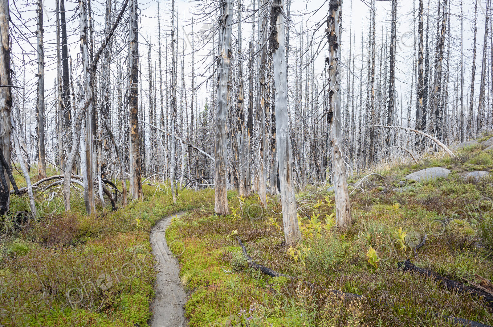 View of the Pacific Crest Trail through wildfire damaged subalpine forest, Mt. Adams…