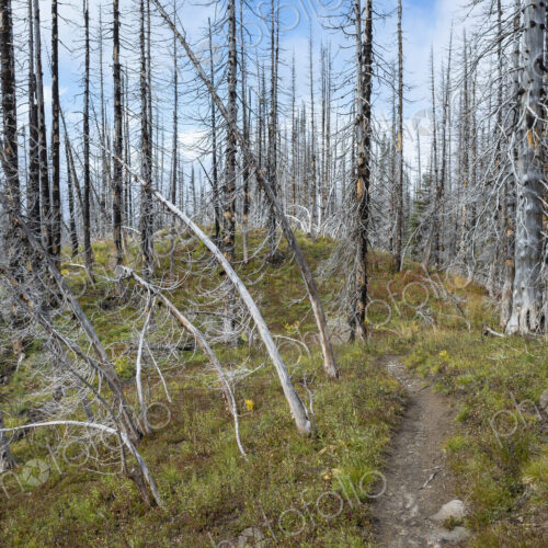 View of the Pacific Crest Trail through wildfire damaged subalpine forest, Mt. Adams…