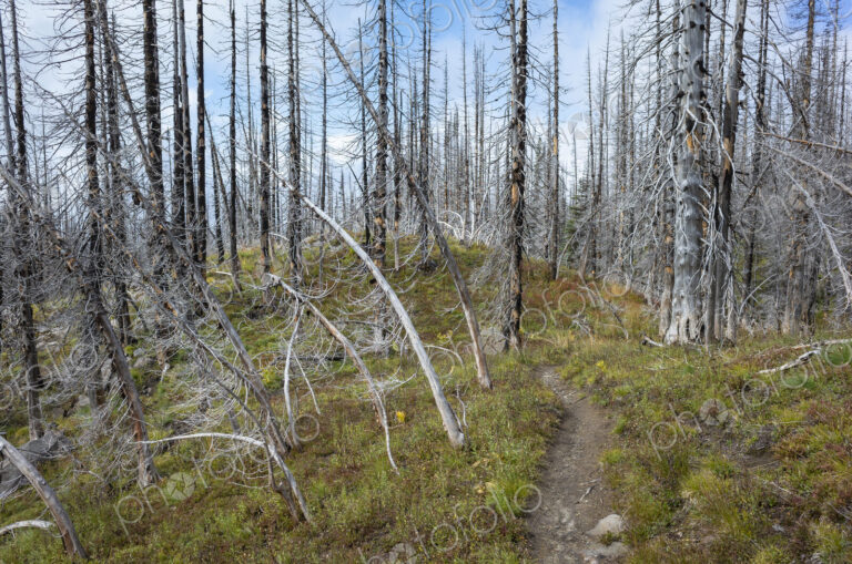 View of the Pacific Crest Trail through wildfire damaged subalpine forest, Mt. Adams…