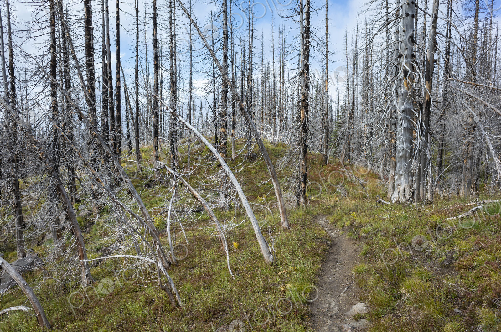 View of the Pacific Crest Trail through wildfire damaged subalpine forest, Mt. Adams…
