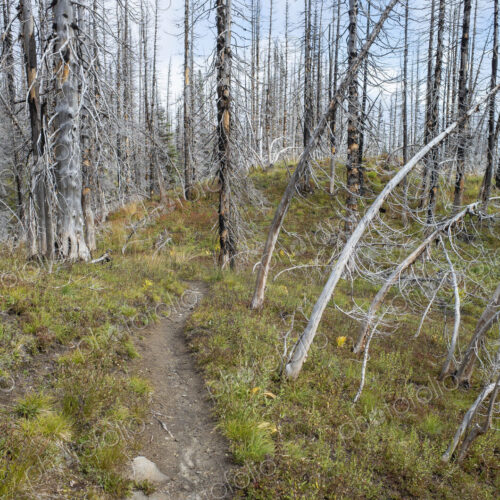 View of the Pacific Crest Trail through wildfire damaged subalpine forest, Mt. Adams…