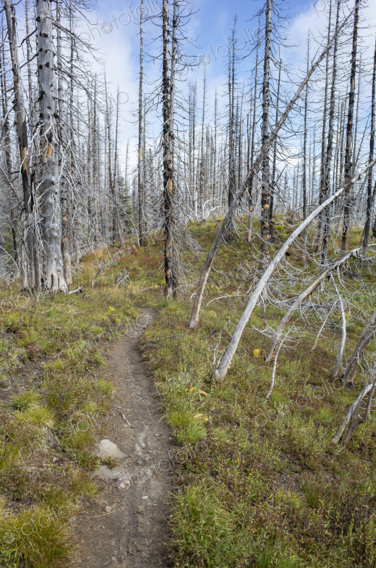 View of the Pacific Crest Trail through wildfire damaged subalpine forest, Mt. Adams…