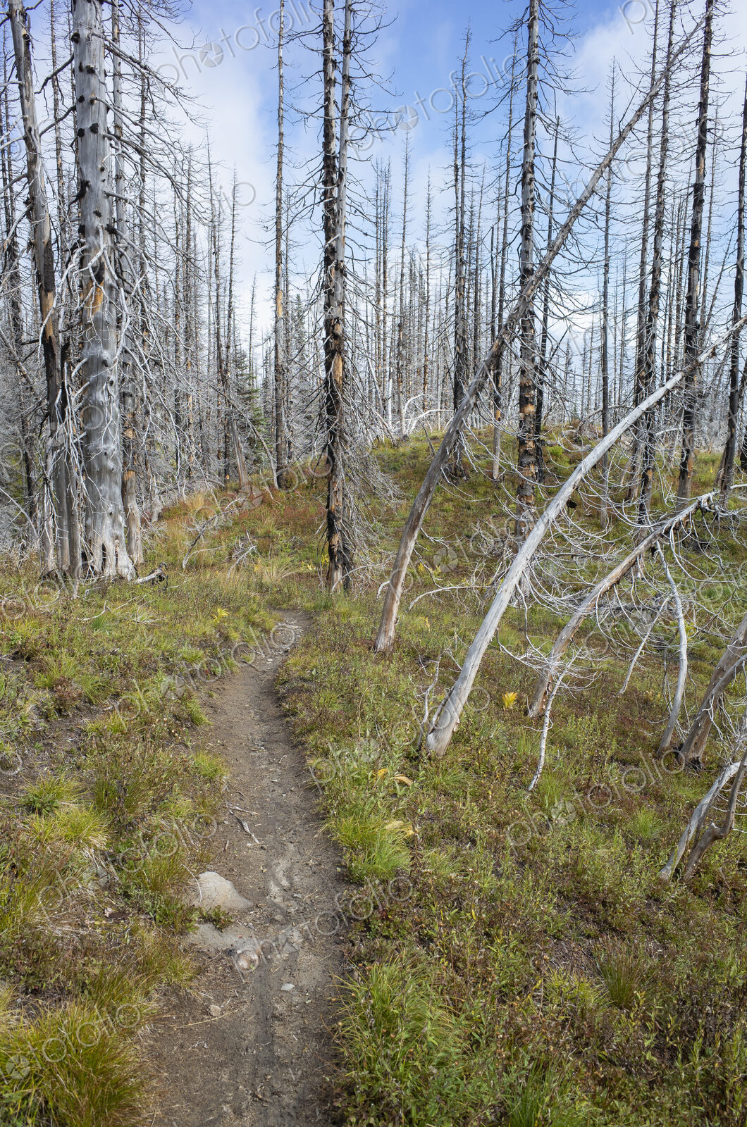 View of the Pacific Crest Trail through wildfire damaged subalpine forest, Mt. Adams…