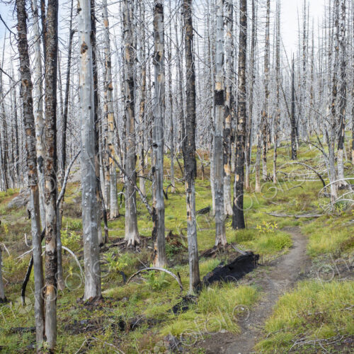 View of the Pacific Crest Trail through wildfire damaged subalpine forest, Mt. Adams…