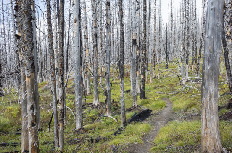 View of the Pacific Crest Trail through wildfire damaged subalpine forest, Mt. Adams…