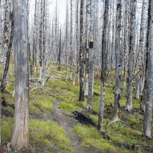 View of the Pacific Crest Trail through wildfire damaged subalpine forest, Mt. Adams…