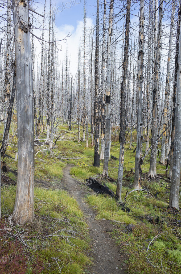 View of the Pacific Crest Trail through wildfire damaged subalpine forest, Mt. Adams…