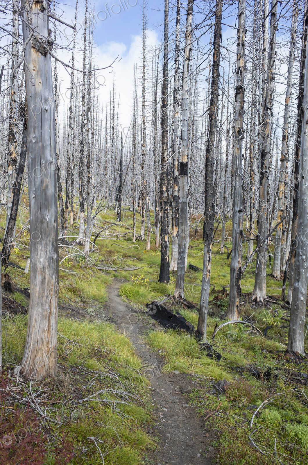 View of the Pacific Crest Trail through wildfire damaged subalpine forest, Mt. Adams…