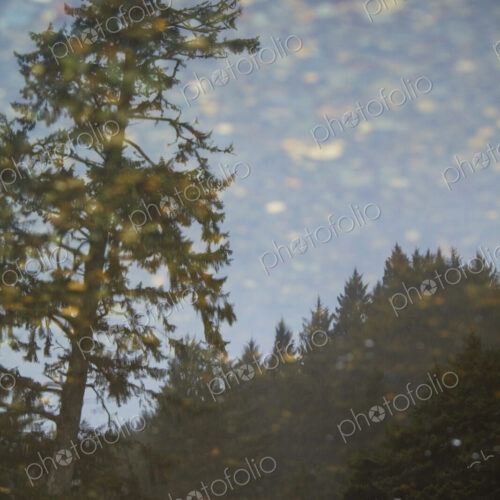 View of the forests of the Olympic National Park, a tall tree and light sunlit cloud. View of the forests of the Olympic National Park, a tall tree and light sunlit cloud.