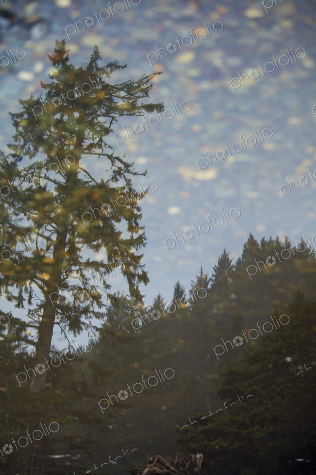 View of the forests of the Olympic National Park, a tall tree and light sunlit cloud.