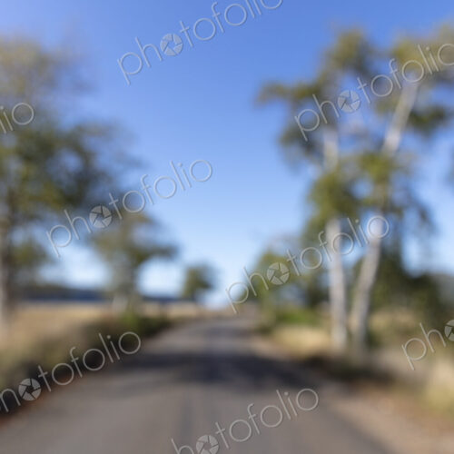View of tree-lined rural road, blurred focus, Long Beach Peninsula. View of tree-lined rural road, blurred focus, Long Beach Peninsula.