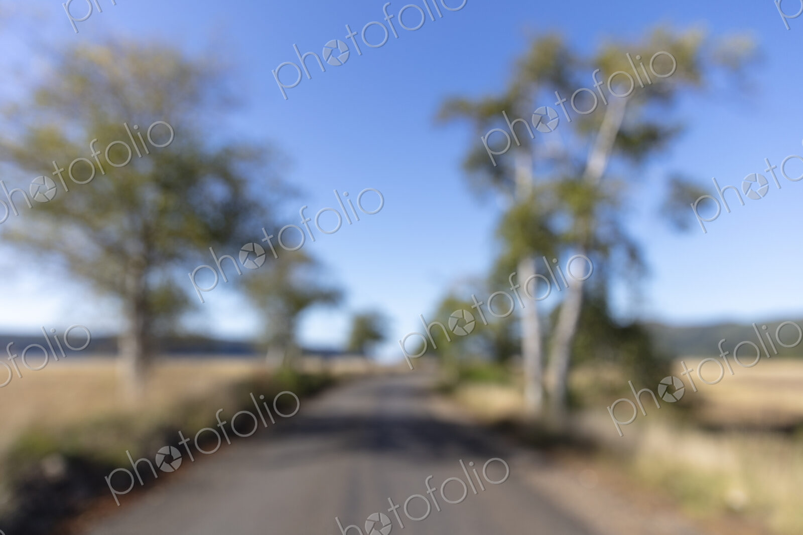 View of tree-lined rural road, blurred focus, Long Beach Peninsula.