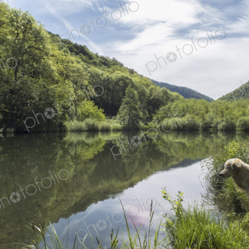 View over flat calm lake water, mountains and woodland, a dog on the shore