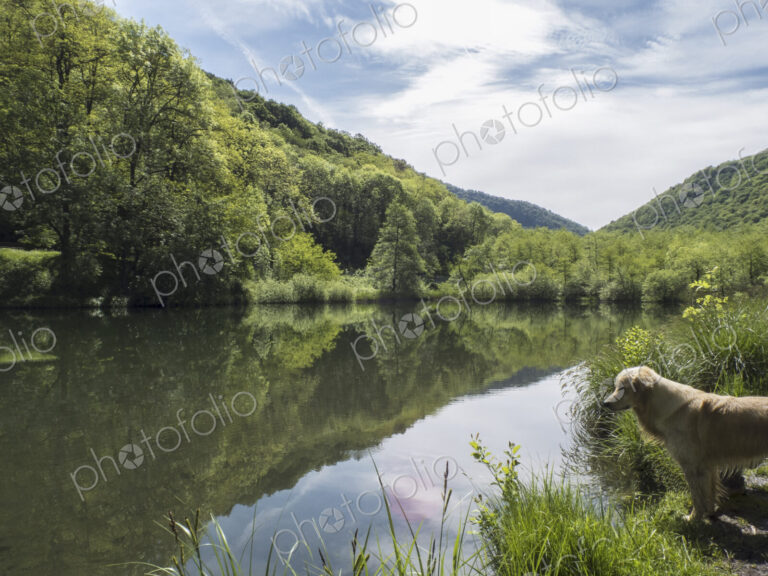View over flat calm lake water, mountains and woodland, a dog on the shore