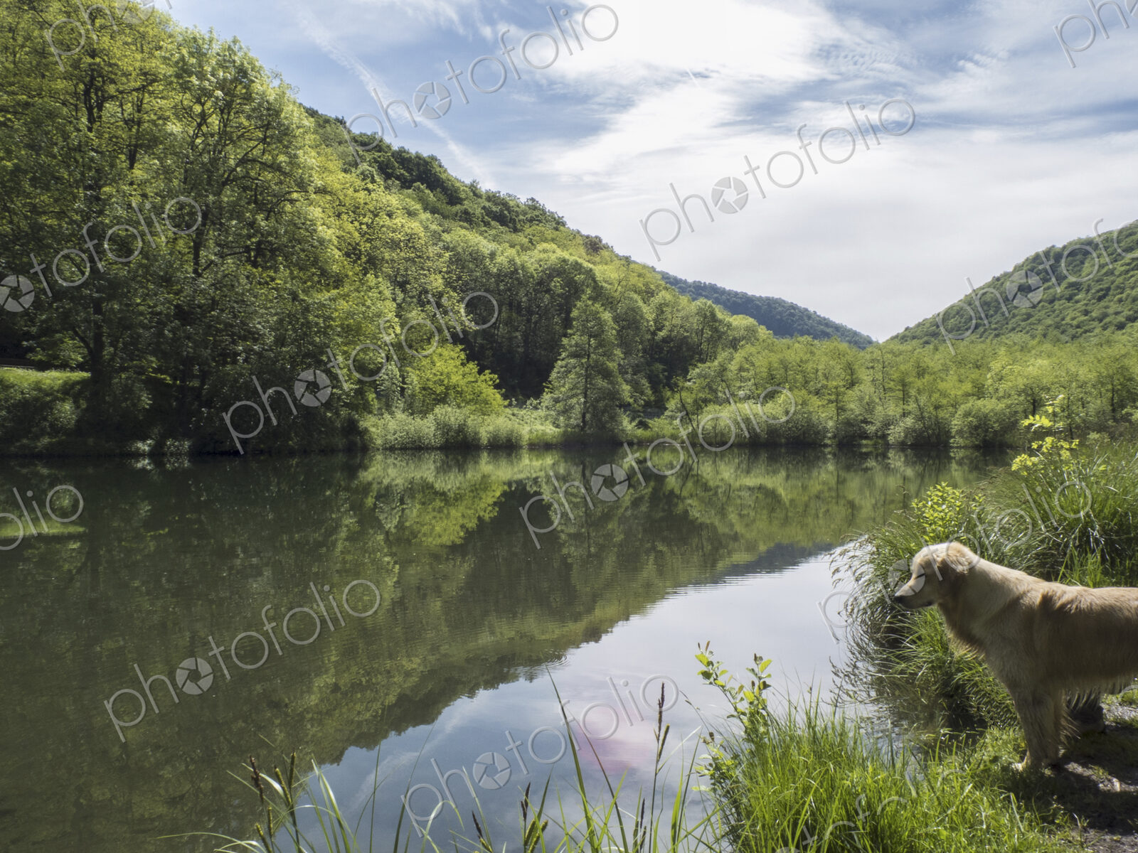 View over flat calm lake water, mountains and woodland, a dog on the shore