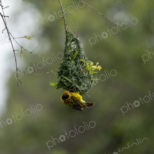 Village Weaver, Ploceus cucullatus, male village weaver building an intricate nest. Village Weaver, Ploceus cucullatus, male village weaver building an intricate nest.