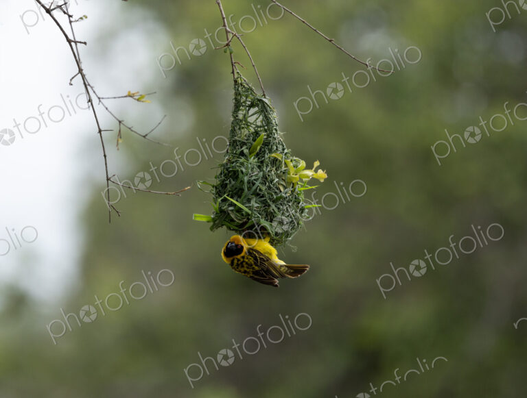 Village Weaver, Ploceus cucullatus, male village weaver building an intricate nest.