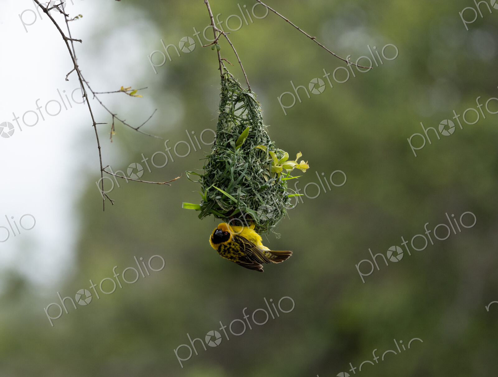 Village Weaver, Ploceus cucullatus, male village weaver building an intricate nest.