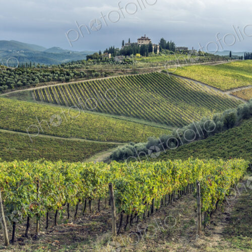 Vines growing in rural vineyard Vines growing in rural vineyard