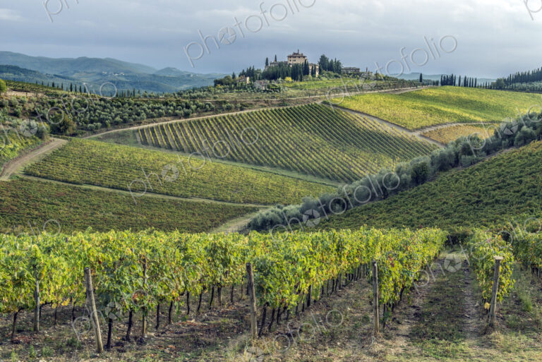 Vines growing in rural vineyard