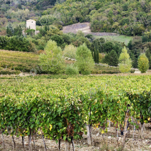 Vineyard Vineyard