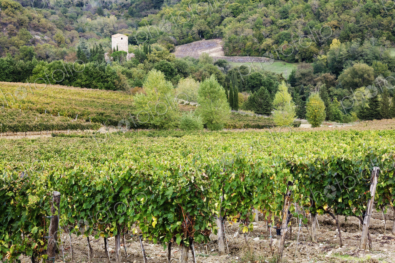 Vineyard