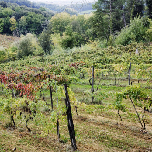 Vineyard Vineyard