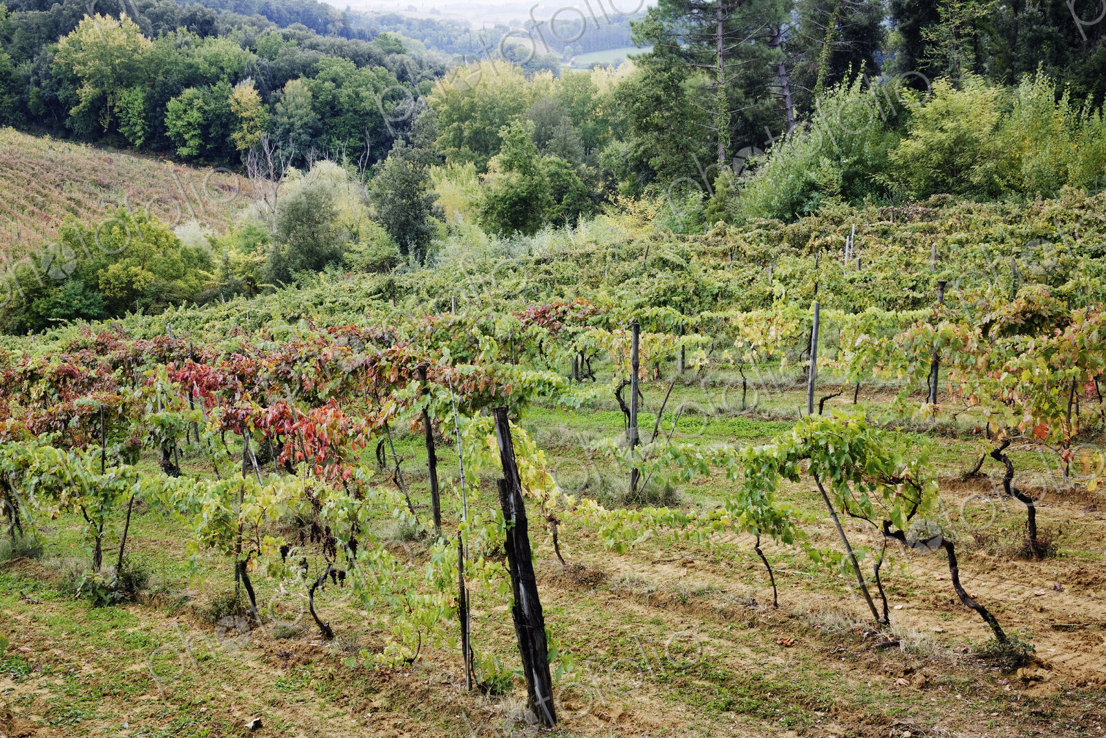 Vineyard