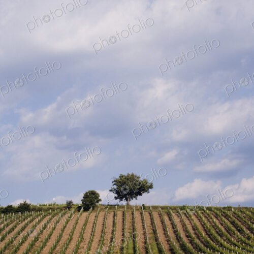Vineyard and Lone Tree Vineyard and Lone Tree
